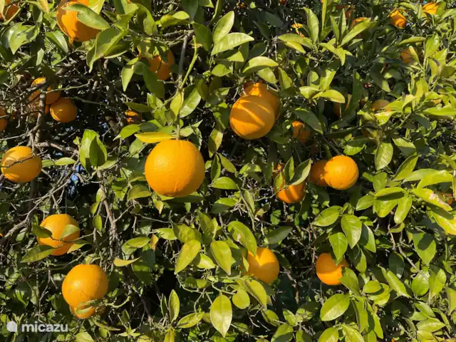 Sinaasappels in de bomen bij het huis